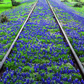 Bluebonnet Wildflowers And Old Railroad by Dszc