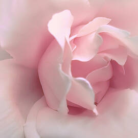 Pink Rose Flower Blushing