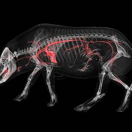 Boar Skeleton And Blood Vessels by Science Photo Library