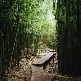Boardwalk In A Bamboo Forest by Danielle D. Hughson