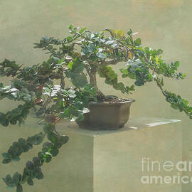 Bonsai Tree by Arlene Carmel