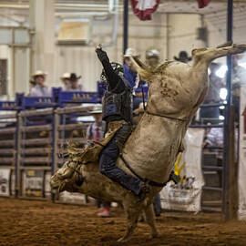 Boor on a Bull by Toni Hopper