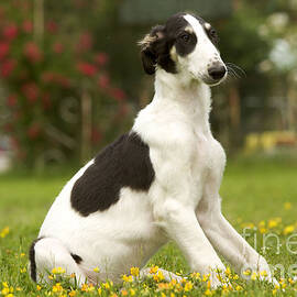 Borzoi Puppy by Jean-Michel Labat