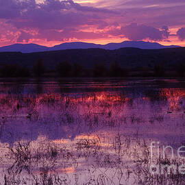 Bosque sunset - purple by Steven Ralser