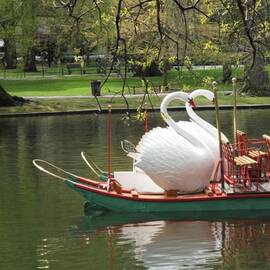 Boston Swan Boats