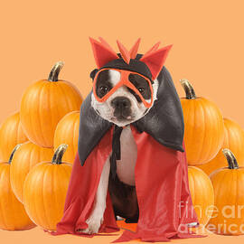 Boston Terrier At Halloween by Jean-Michel Labat/John Daniels