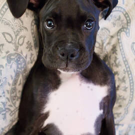 Boxer Puppy Laying in Bed by Stephanie McDowell
