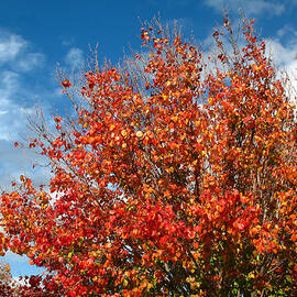 Bradford Pear Tree in Orange