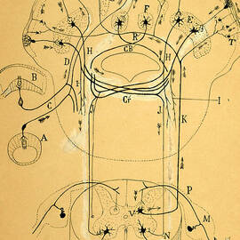 Brain Vestibular Sensor Connections by Cajal 1899 by Science Source