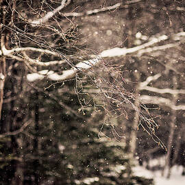 Branch In Forest In Winter by Chris Bennett
