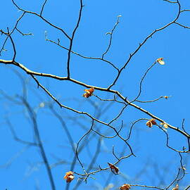 Branches