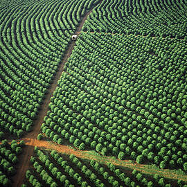 Brazilian Coffee Trees by Dick Davis