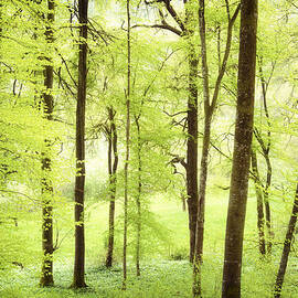 Bright green forest in spring with beautiful soft light 