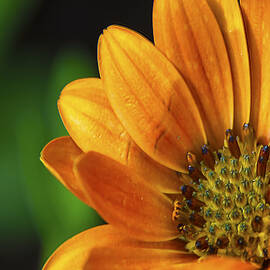 Bright Orange Flower by Dave Sandt