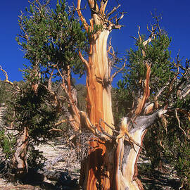 Bristlecone Pine Tree In Shulman Grove by John Elk