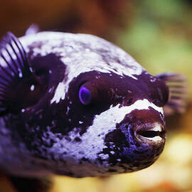Bristly Puffer by Reynold Mainse / Design Pics