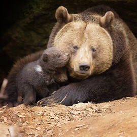 Brown Bear Family by Dietermeyrl
