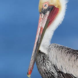 Brown pelican head shot by Bryan Keil