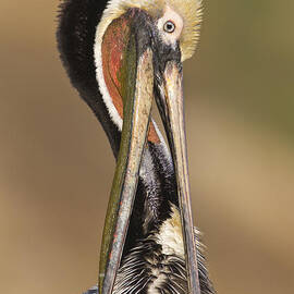 Brown pelican preening by Bryan Keil