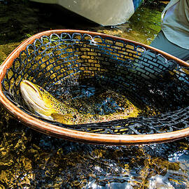 Brown Trout In The Net While Fly by Joe Klementovich