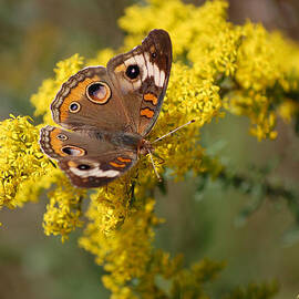 Buckeye Butterfly by rd Erickson