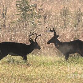 Bucks Facing Off by John Harmon