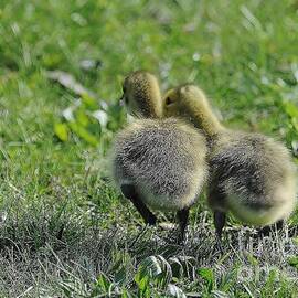 Duckling Buddies