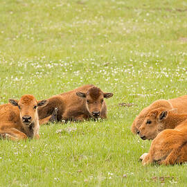 Buffalo Daycare by Natural Focal Point Photography