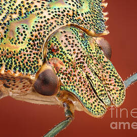Bug Head by Matthias Lenke