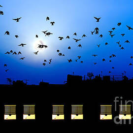 Building windows asleep with birds by Simon Bratt