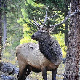 Bull Elk in RMNP