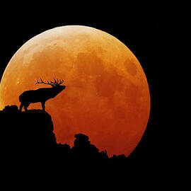 Colorado Bull Elk by Stuart Harrison
