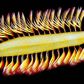 Burgess Shale Polychaete Worm by Chase Studio