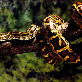 Burmese Python Coiled Around Tree Limb by JOHN MITCHELL