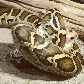 Burmese Python With Prey by JOHN MITCHELL
