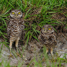 Burrowing Owl Pair I