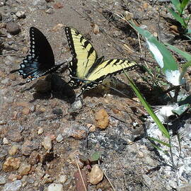 Butterflies Yellow and Blue