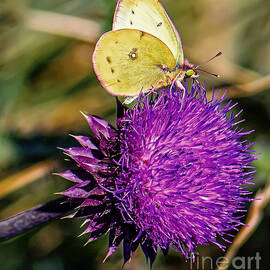 The butterfly feeds on milk thistle. by Viktor Birkus