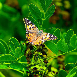 Butterfly in Paradise