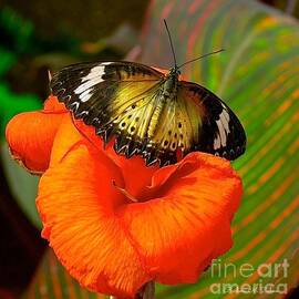 Butterfly on Canna Flower by Barbara Zahno