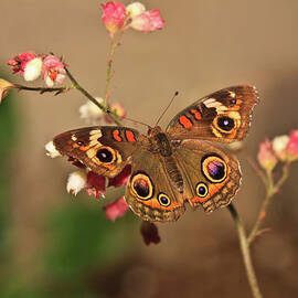 Butterfly On Pink by Beth Sargent