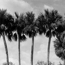 Cabbage Palm Trees by Retro Images Archive