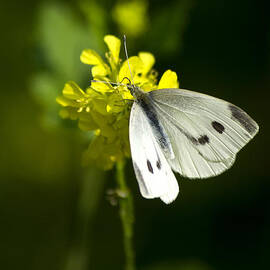 Cabbage White Butterfly On Yellow Flower by Christina Rollo
