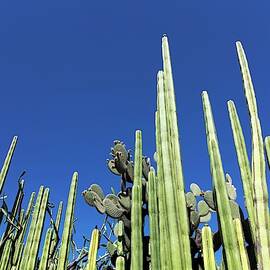 Cacti by Science Photo Library