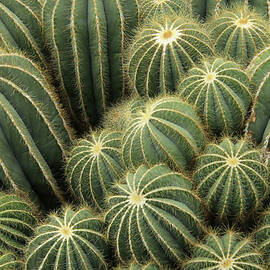 Cactus Cluster by Daniela Duncan