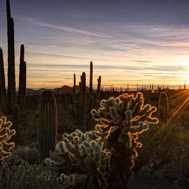 Cactus Sunset  by Saija  Lehtonen