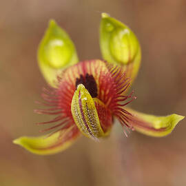 Caladenia discoides by Michaela Perryman