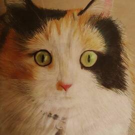 Calico cat by Savanna Paine