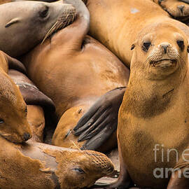 California Sea Lion Looking at You by Natural Focal Point Photography