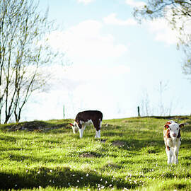 Calves On Field In Spring by Photo By Patric Ivan